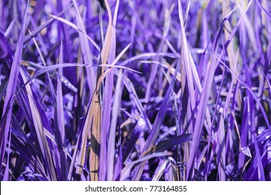 Violet Glass Texture Abstract Background. Color Of The Year 2018 Ultra Violet Pantone.