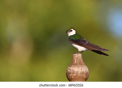 Violet Green Swallow