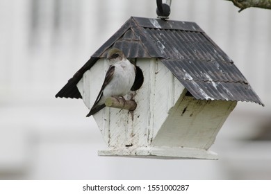 Violet Green Swallow Bird With A Frame Bird House