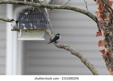 Violet Green Swallow Bird With A Frame Bird House