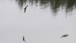 Violet Green Swallow Bird Swooping Low Over Water