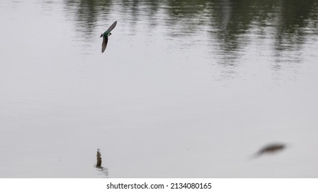 Violet Green Swallow Bird Swooping Low Over Water
