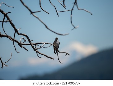 Violet Green Swallow In Front Of Mount Baker