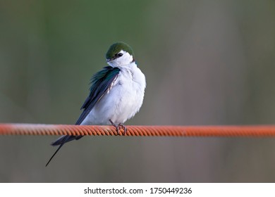 Violet Green Swallow At Richmond BC Canada