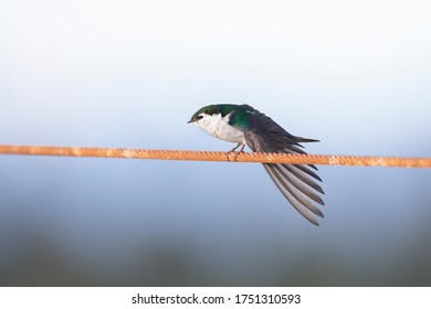 Violet Green Swallow At Richmond BC Canada