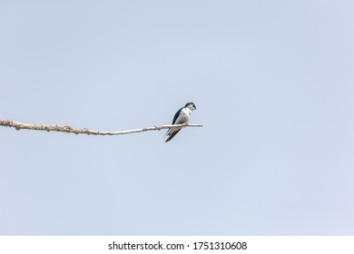 Violet Green Swallow At Richmond BC Canada