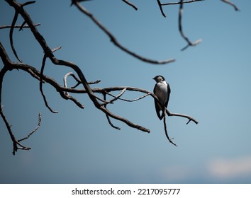 Violet Green Swallow In A Tree