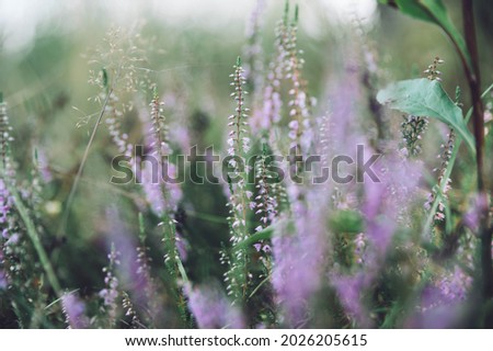 Similar – Image, Stock Photo pink flowers of calluna vulgaris in a field at sunset