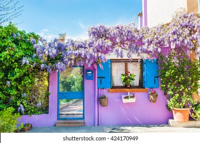 Violet house with violet flowers. Colorful houses in Burano island near Venice, Italy - Powered by Shutterstock