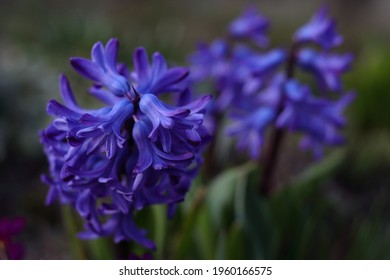Violet hyacinth (Hyacinthus orientalis) blooms in the garden in May. Lush blooming flower of blue purple hyacinth. Spring floral background. Greeting card. Selective focus. First spring flowers. 