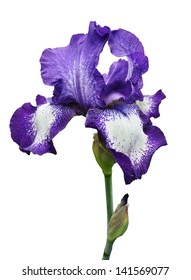 violet iris flower isolated on white background