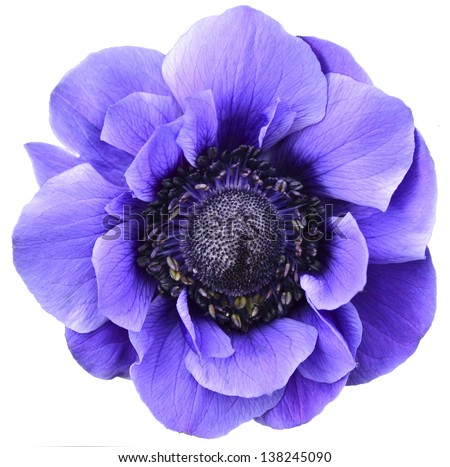 Violet isolated flower
