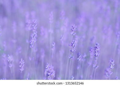 Violet Lavander Field Blured Background. Aromatherapy.