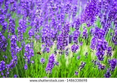 Similar – Lavender field in bloom