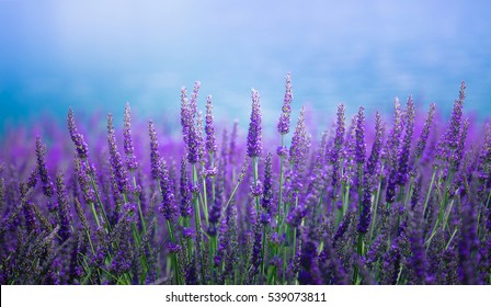 The Violet Lavender Field With Water Background, Tokyo, Japan