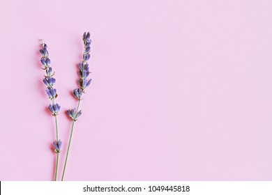 violet lavender flowers arranged on bright purple background. Top view, flat lay. Minimal naturopathy concept. Copy space, april love, natural lavanda handmade, homeopathy essential skincare healing.