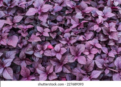 Violet Leaf Background