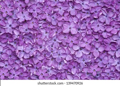 Violet Lilac Flower Background Or Organic Natural Texture