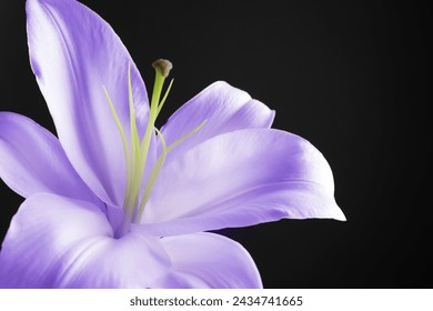 Flor lirio violeta sobre