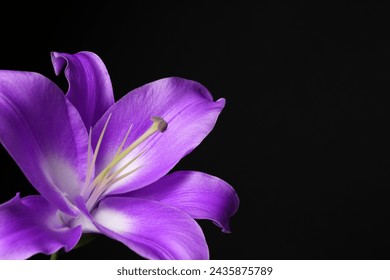 Flor lirio violeta sobre