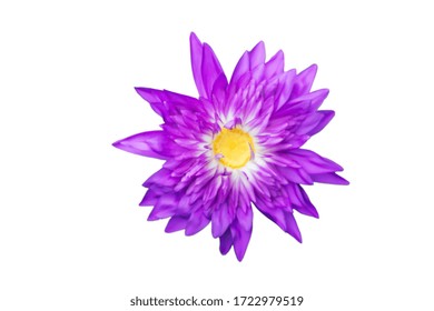 Lotus Flower Meaning の画像 写真素材 ベクター画像 Shutterstock