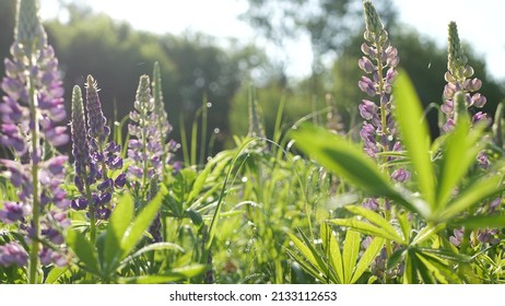 Violet lupin wildflowers on meadow flowerscape. Purple mauve lupine flowers on lawn or field. Lilac lupinus bloom or blossom on spring lea. Springtime or summer forest glade. Bluebonnet inflorescence. - Shutterstock ID 2133112653