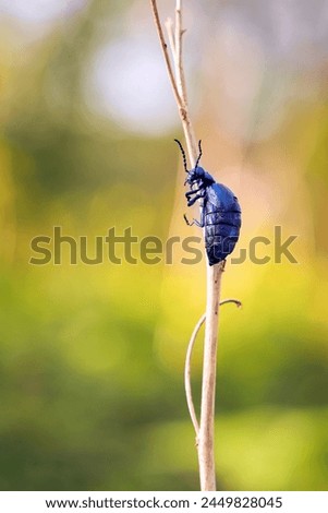 Violet oil beetle (Meloe violaceus) sitting on a stem of dry forest vegetation in sunlight. A dangerous invasive species of dark purple poisonous beetle on a blurred background.