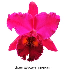 violet orchid cattleya on white background