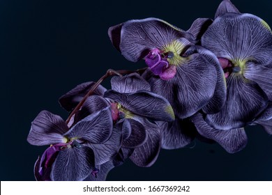 of the black orchid