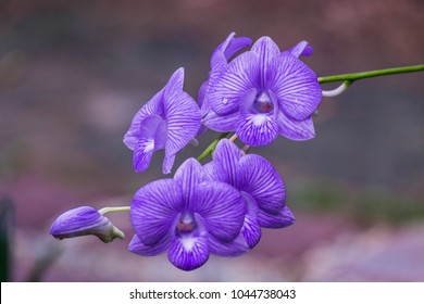 Image result for picture of flower violet