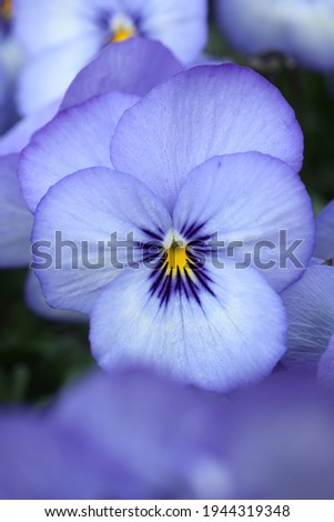 violet pansies, violas macro in spring easter