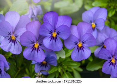Violet pansy flowers, vivid spring colors against a lush green background. Macro images of flower faces. Pansies in the garden