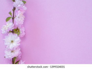 Violet paper blank and beautiful flowers of almond plant on it. - Shutterstock ID 1399324031