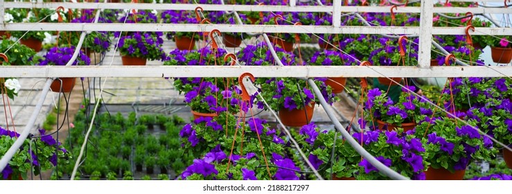 Violet Petunia Flowers Plant In Hanging Flower Pots. Horticulture Industry Concept 