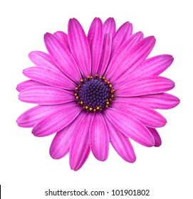 Violet Pink Osteosperumum Flower Daisy Isolated on White Background - Powered by Shutterstock