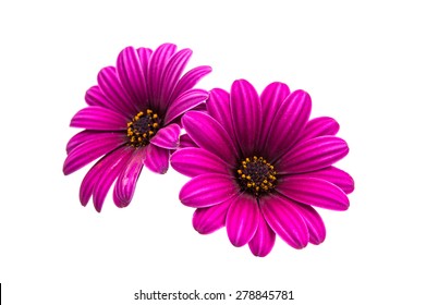 A violet Pink Osteosperumum Flower Daisy White Background. Macro Closeup