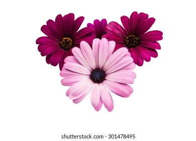 A violet Pink Osteosperumum Flower Daisy White Background. Macro Closeup