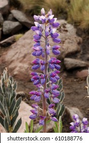 Violet Plant In Iztaccihuatl