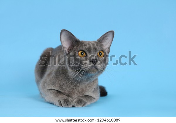 Violet Purebred Burmese Cat On Blue Stock Image Download Now