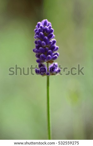 Similar – Medicinal plant Lavender