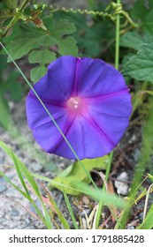 Violet Or Purple Bush Morning Glory. (Ipomea)