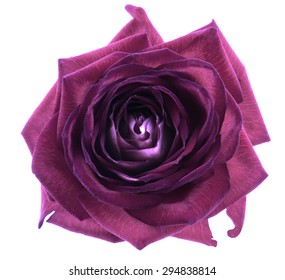 Violet Rose Flower Macro Isolated On White