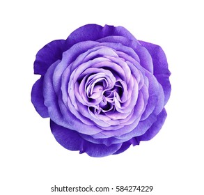 Violet Rose Flower. White Isolated Background With Clipping Path. Nature. Closeup No Shadows. Nature. 