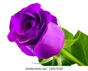 Violet Rose Isolated On A White Background 