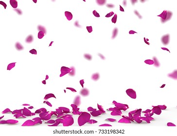 Violet Rose Petals Fall To The Floor. Isolated Background