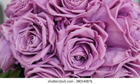 Violet roses