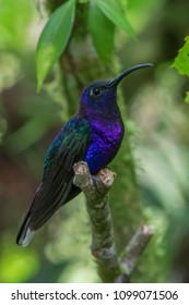 Violet Sabrewing Hummingbird Perched