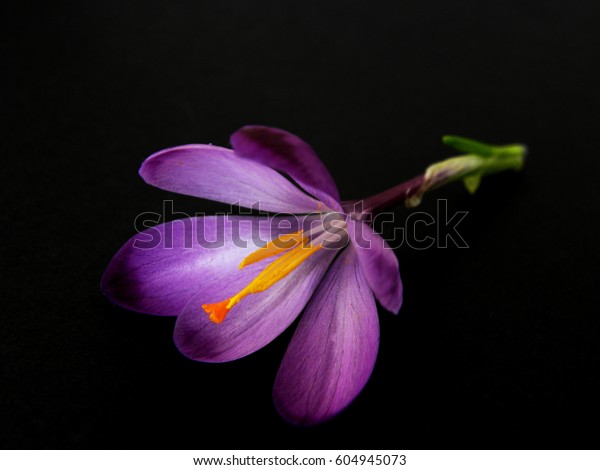 黒い背景に紫色のサフランの花 紫のサフランのクロッカス 春の花 の写真素材 今すぐ編集