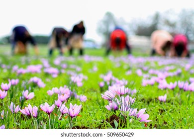 Violet Saffron Flowers Harvest