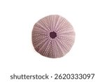 Violet sea urchin shell top view isolated on white background, soft focus close up